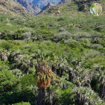 Cañón de las Barajitas scenery
