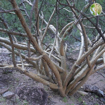 Cañón de las Barajitas, Bursera trunk
