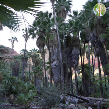 Cañón de las Barajitas, palm forest