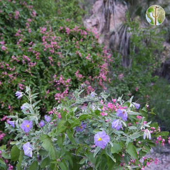 Cañón de las Barajitas, flowers