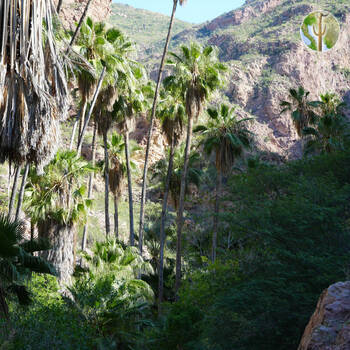 Cañón de las Barajitas scenery
