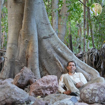 Cañón de las Barajitas, person leaning against huge buttress root fig tree trunk