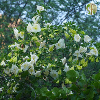 Cañón de las Barajitas, flowering tree