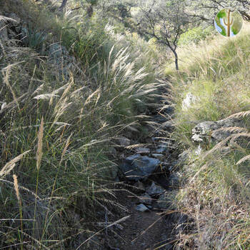 Narrow mid-elevation drainage growing over with bull grass