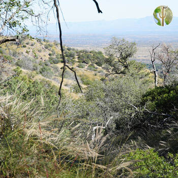 View with grass and distant hills looking east from the Sierra Purica