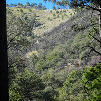 High country of the Sierra Purica, former fire area